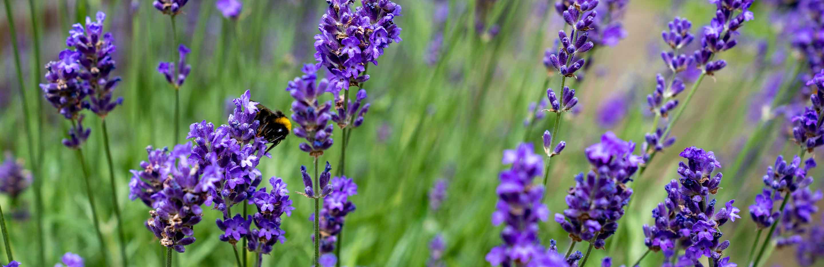 Lavendelblüten mit Hummel