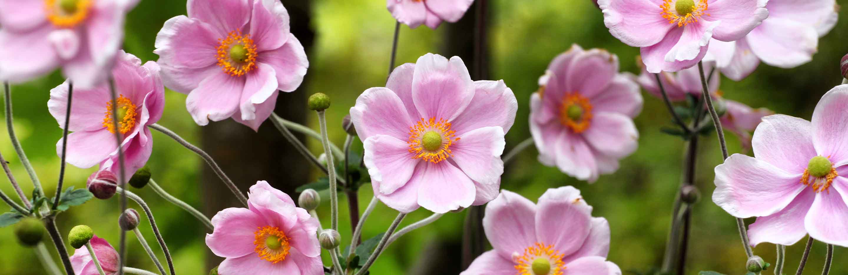 Anemonenblumen rosa