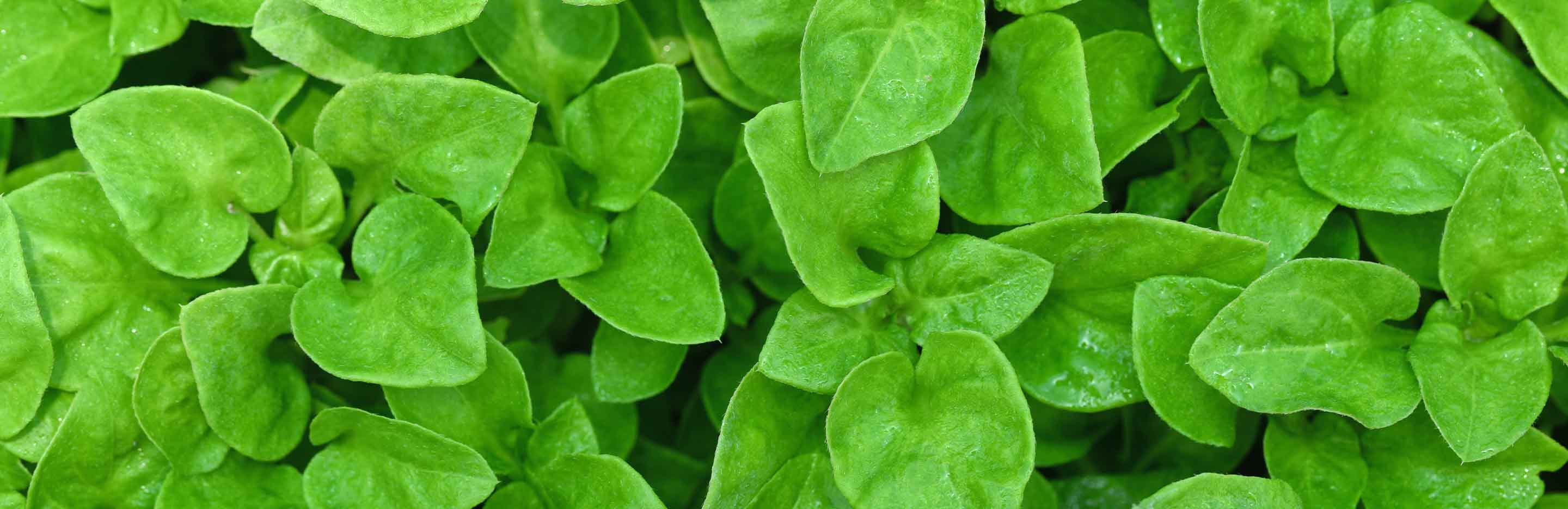 Brunnenkresse Blätter Nahaufnahme