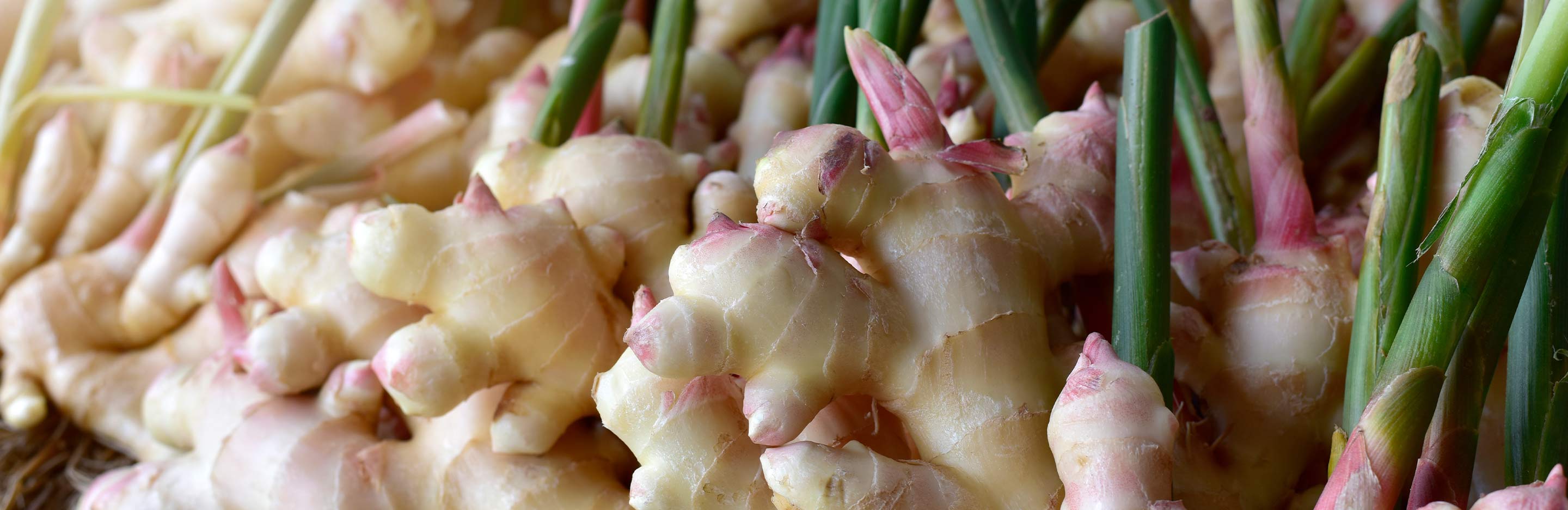 frische Ingwer Knollen