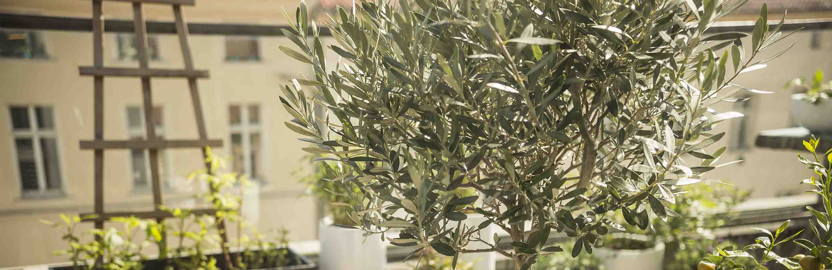 Olivenbaum auf Terrasse