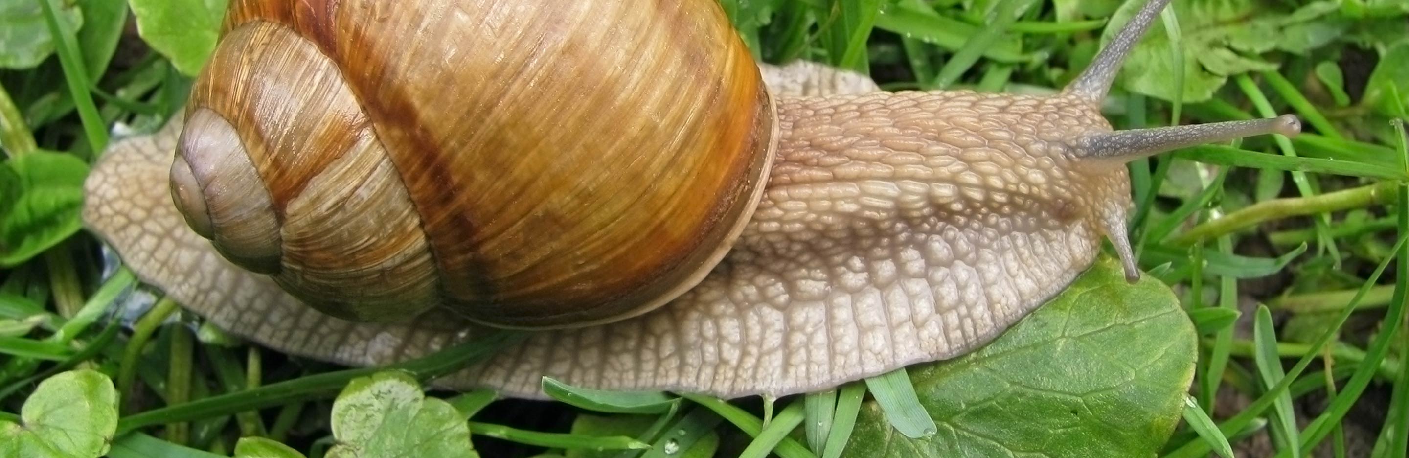Weinbergschnecke auf Wiese