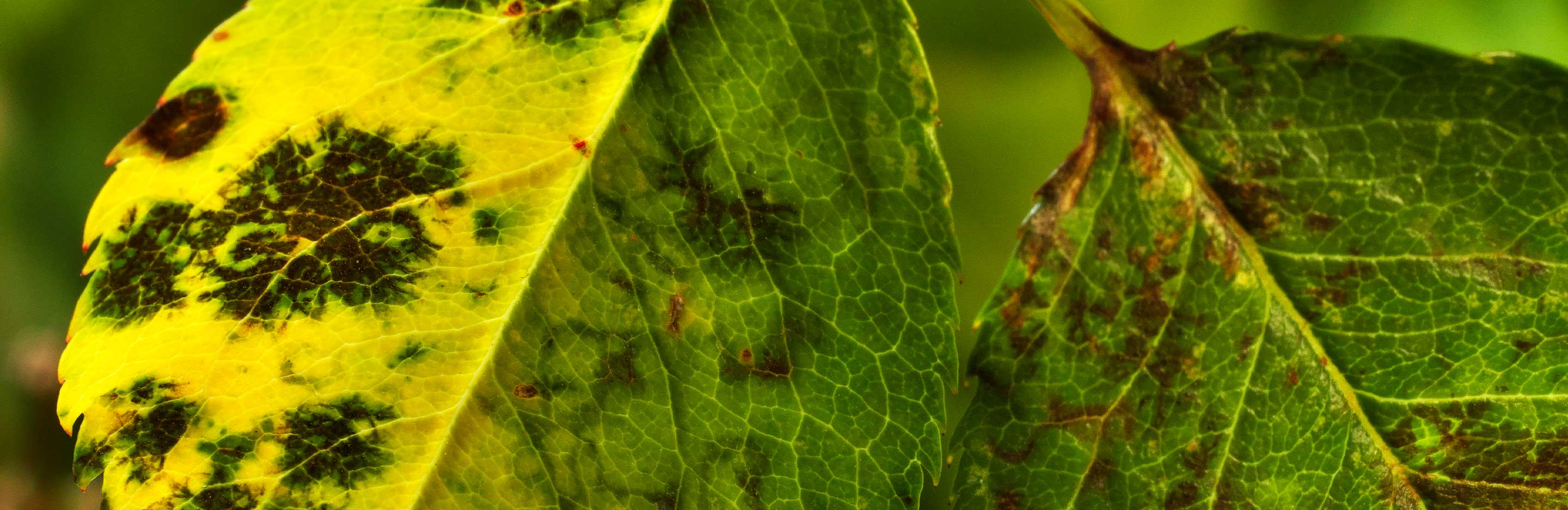 Blackfleckenpilz Sternrußtau an Rosen