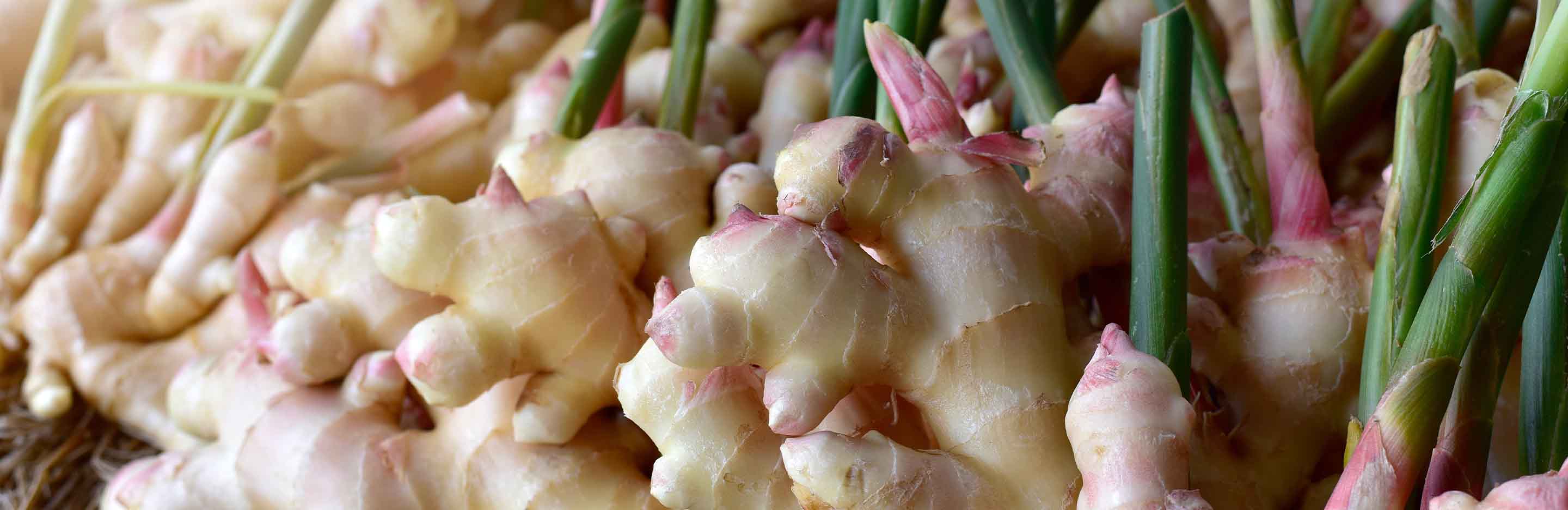 frische Ingwer Knollen