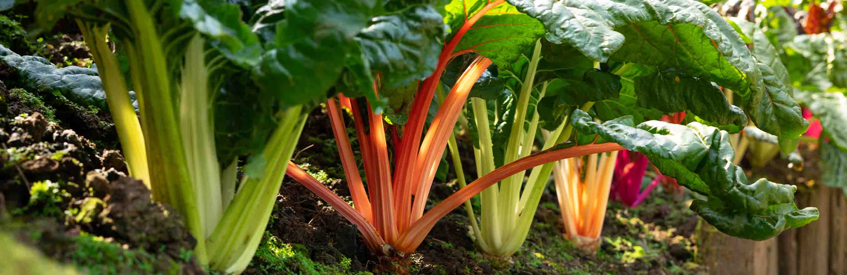 bunter Mangold erntereif