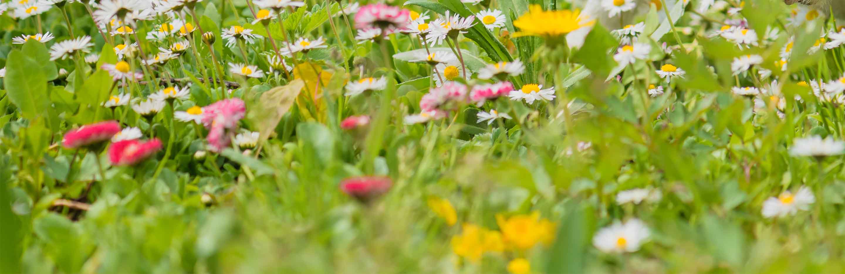 Bienenfreundliche, blühende Wiese