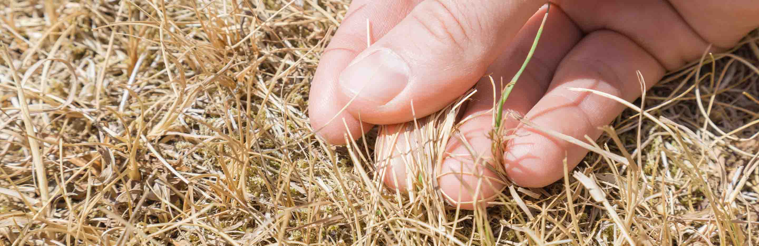 Hand hält vertrockneten Halm in verbranntem Rasen