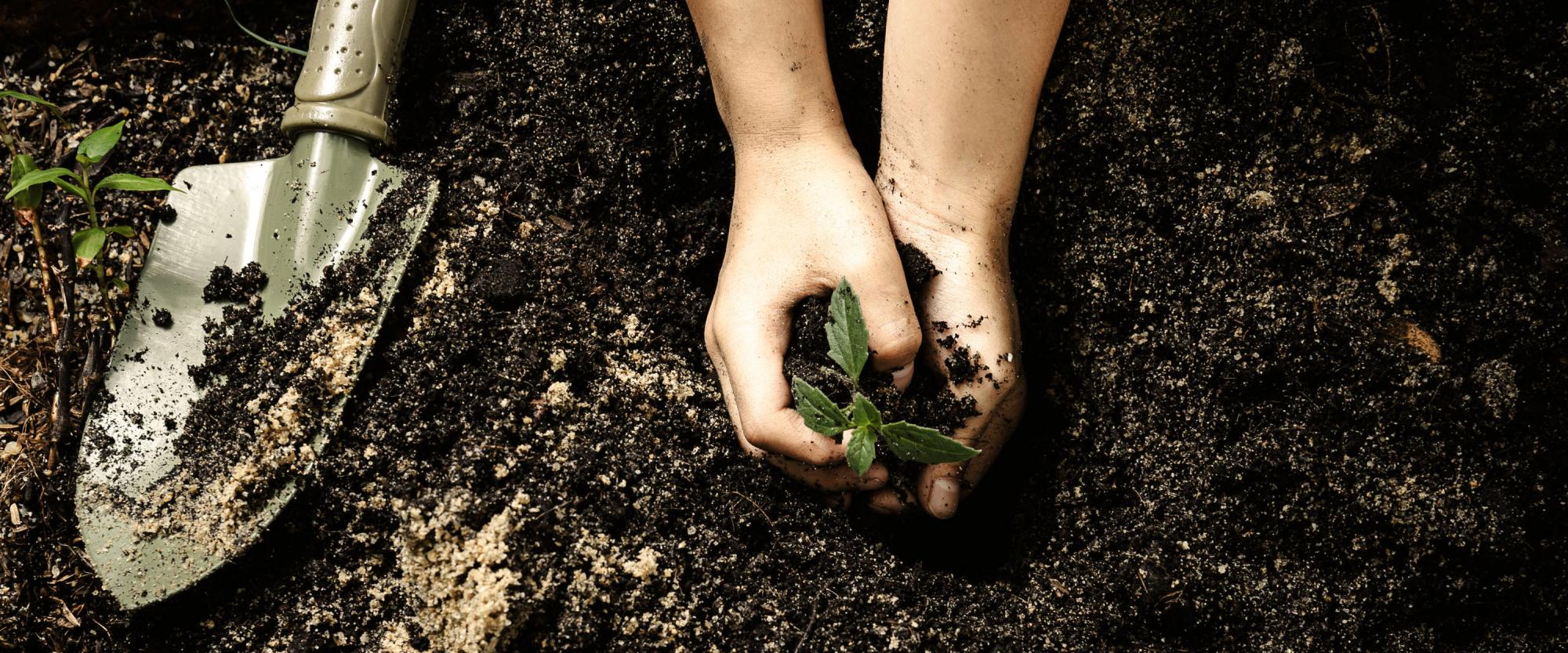 Welche Erde ist die Richtige?