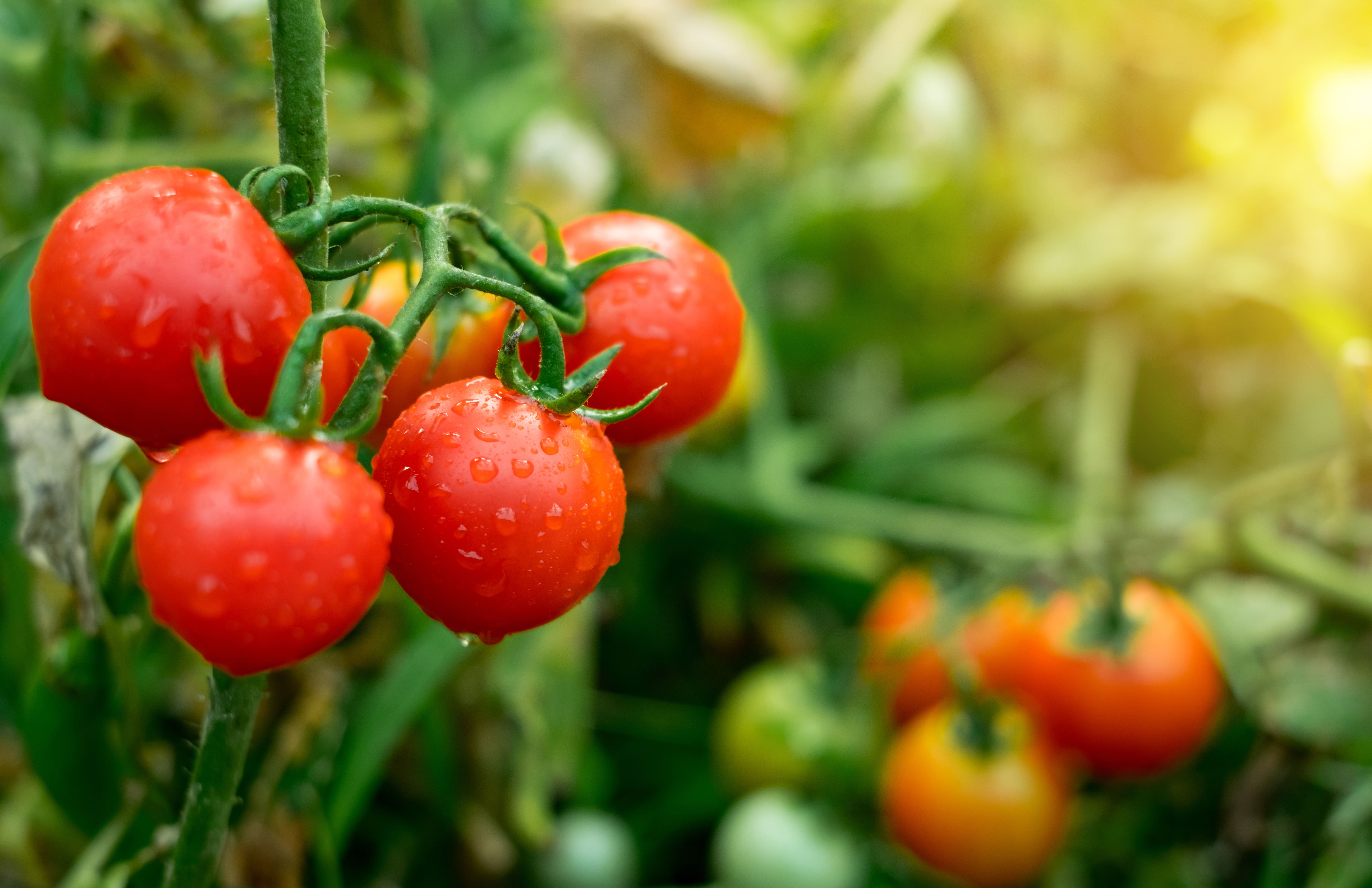 Tomates sur une vigne