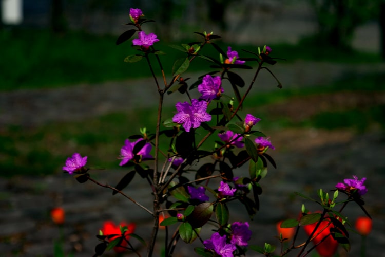 Młody kwitnący rododendron Młody kwitnący rododendron