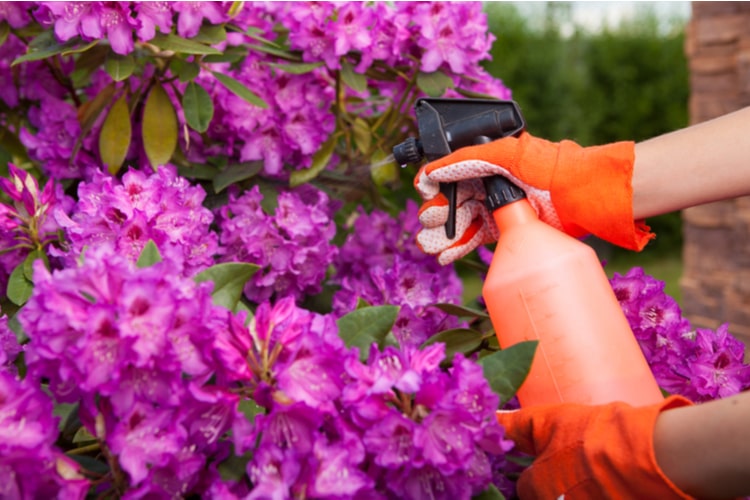 nwaozenie_rododendronow_i_azalii-min.jpg Nawożenie rododendronów i azalii
