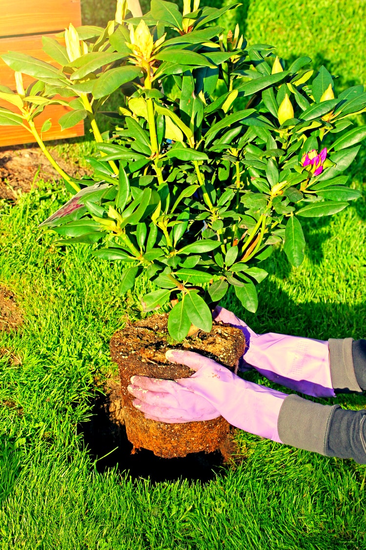 sadzenie_rododendrona-min.jpg Sadzenie rododendronu