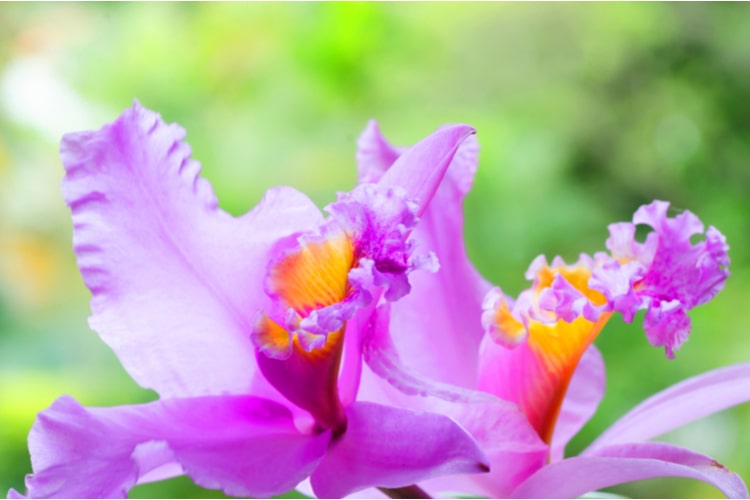 Storczyk Cattleya Storczyk Cattleya
