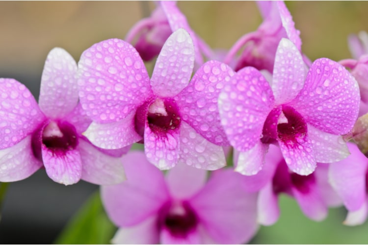 Storczyk Dendrobium Storczyk Dendrobium