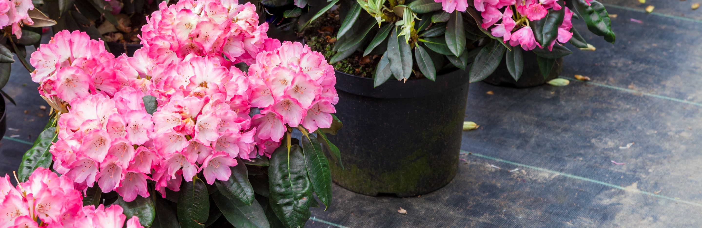 Rododendrony w plastikowych doniczkach