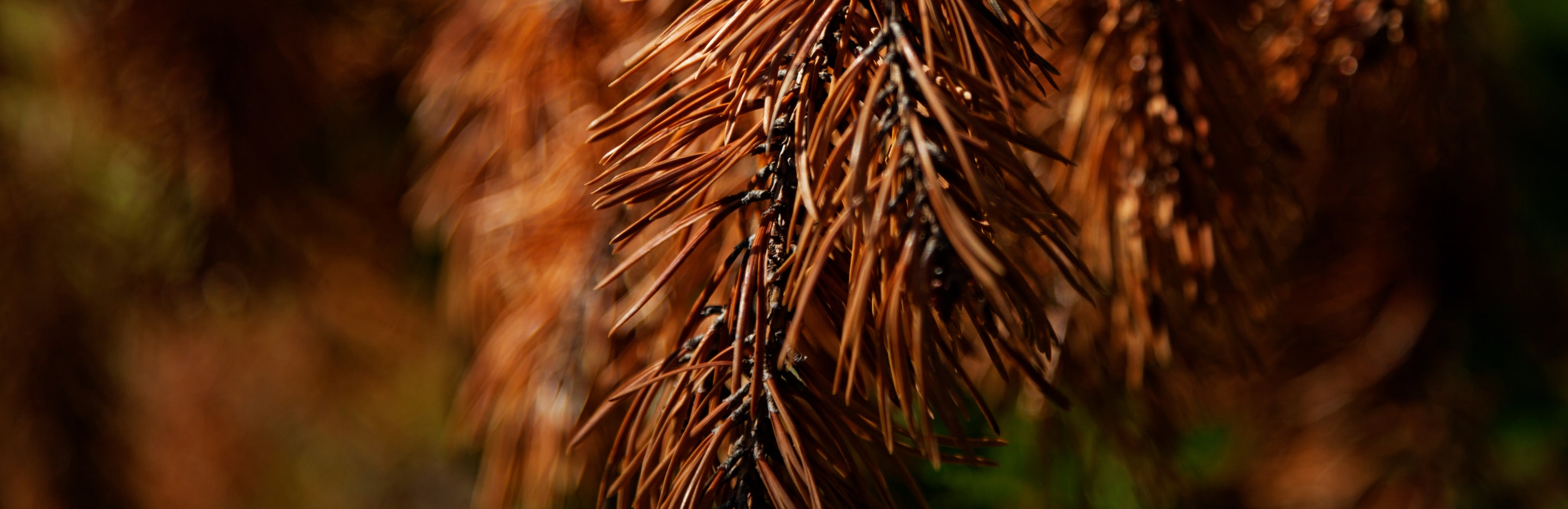 Brązowienie gałęzi iglaków