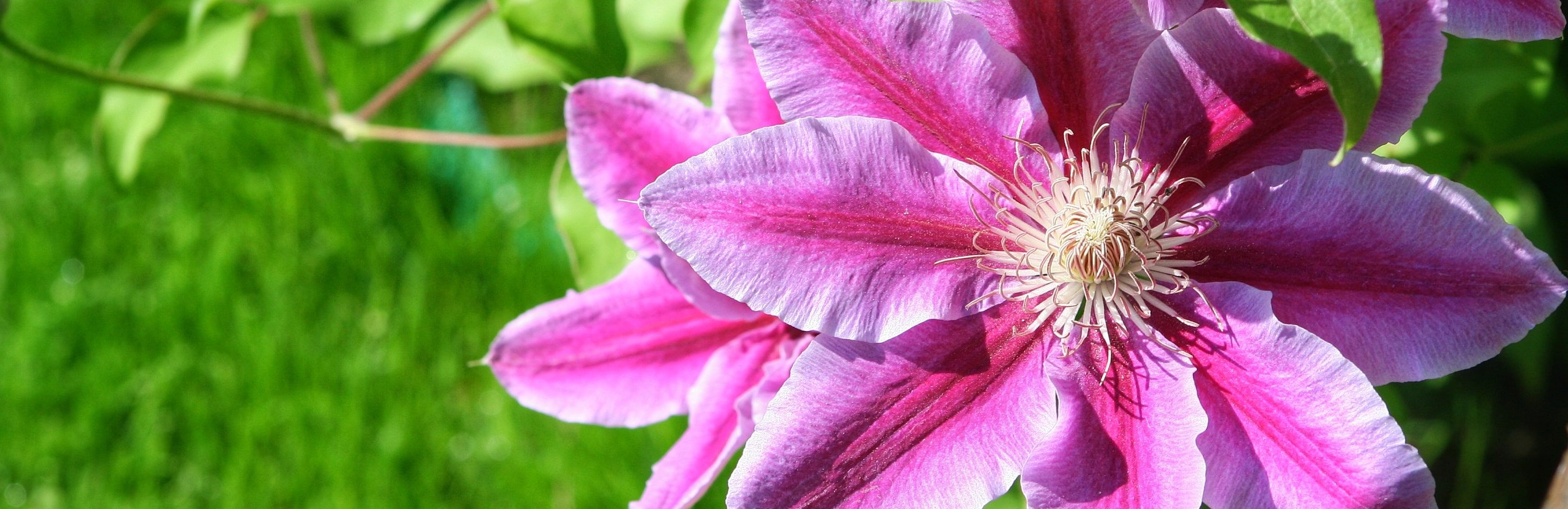 Clematis