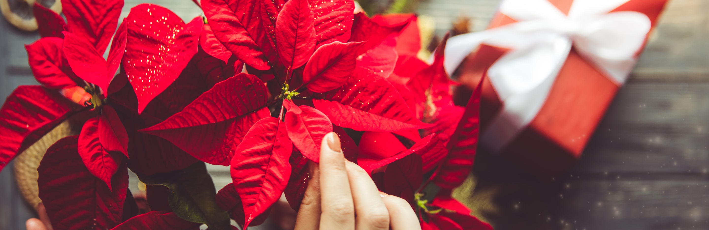 Kwiaty doniczkowe na święta - Gwiazda Betlejemska
