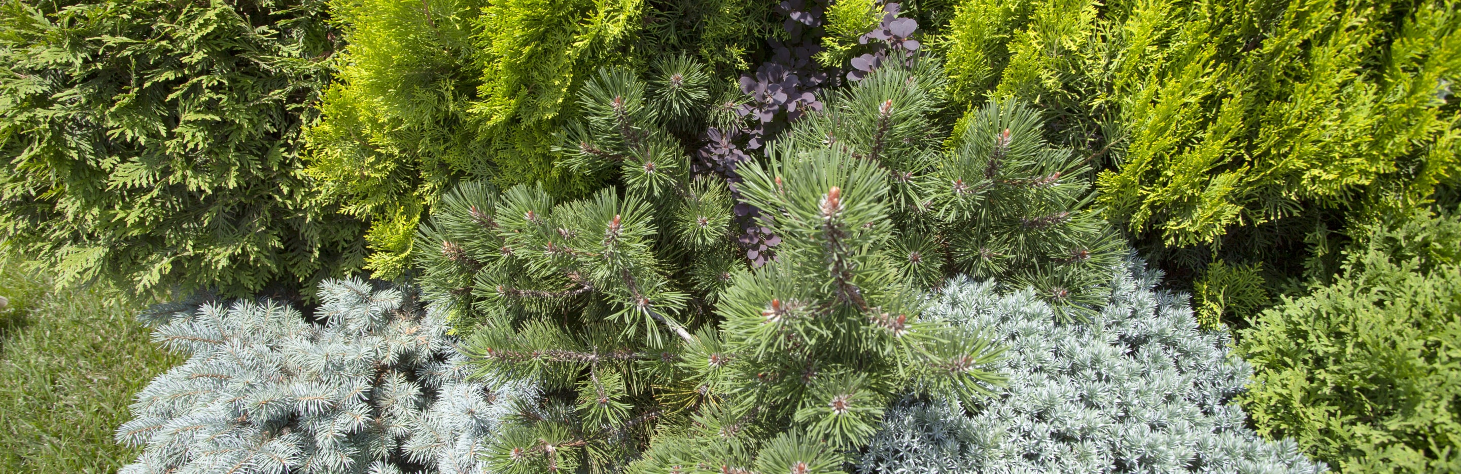 Kompozycja iglaków w ogrodzie