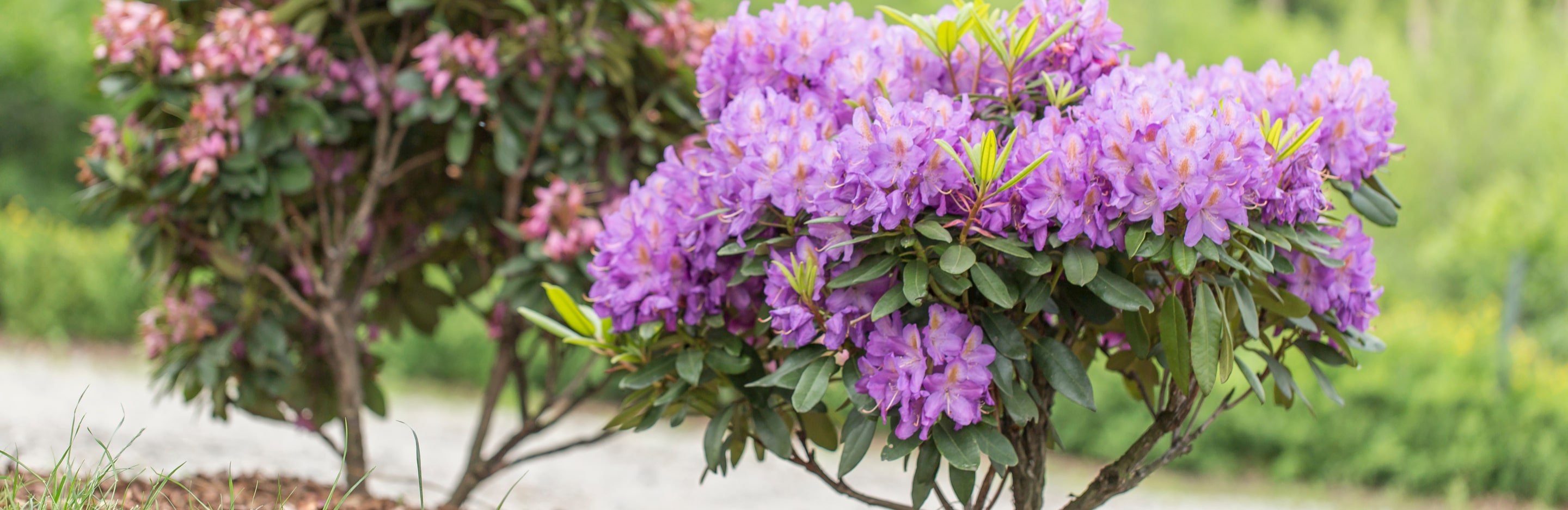 Krzewy rododendronów