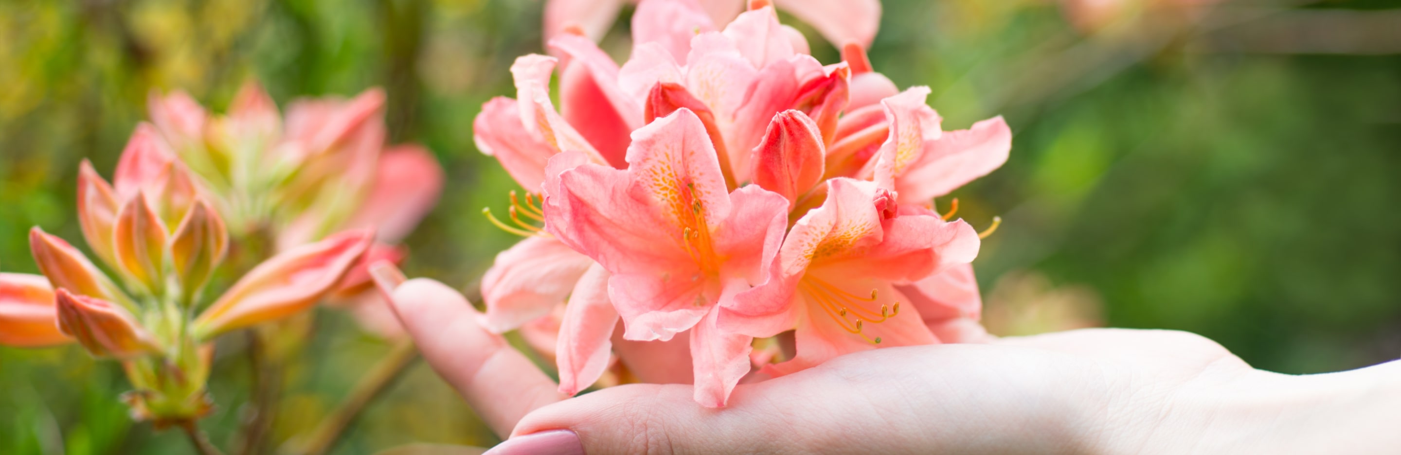 Pielęgnacja rododendronów