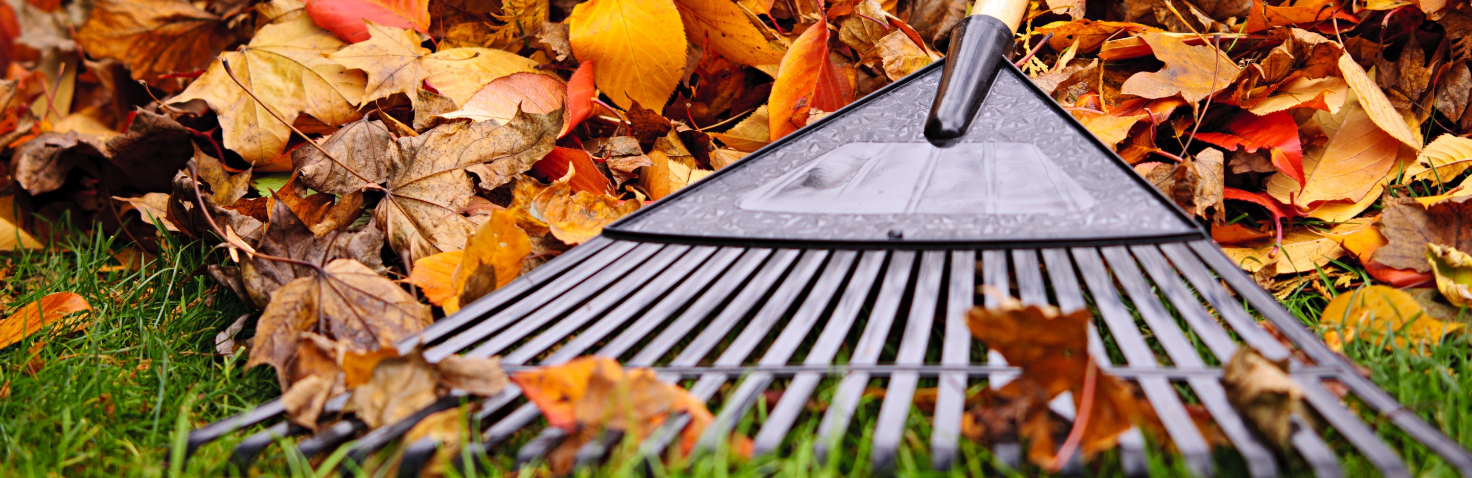 Pielęgnacja trawnika jesienią