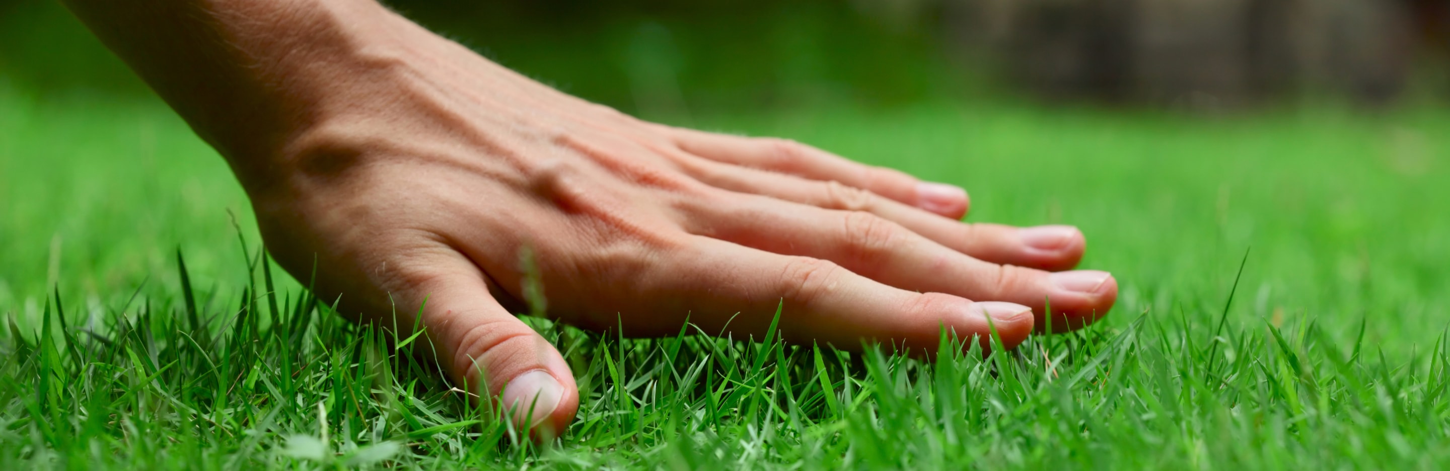 Pielęgnacja trawnika wiosną