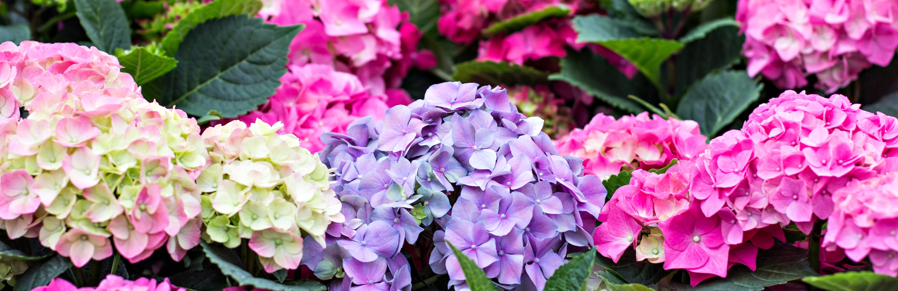 Kolorowe hortensje