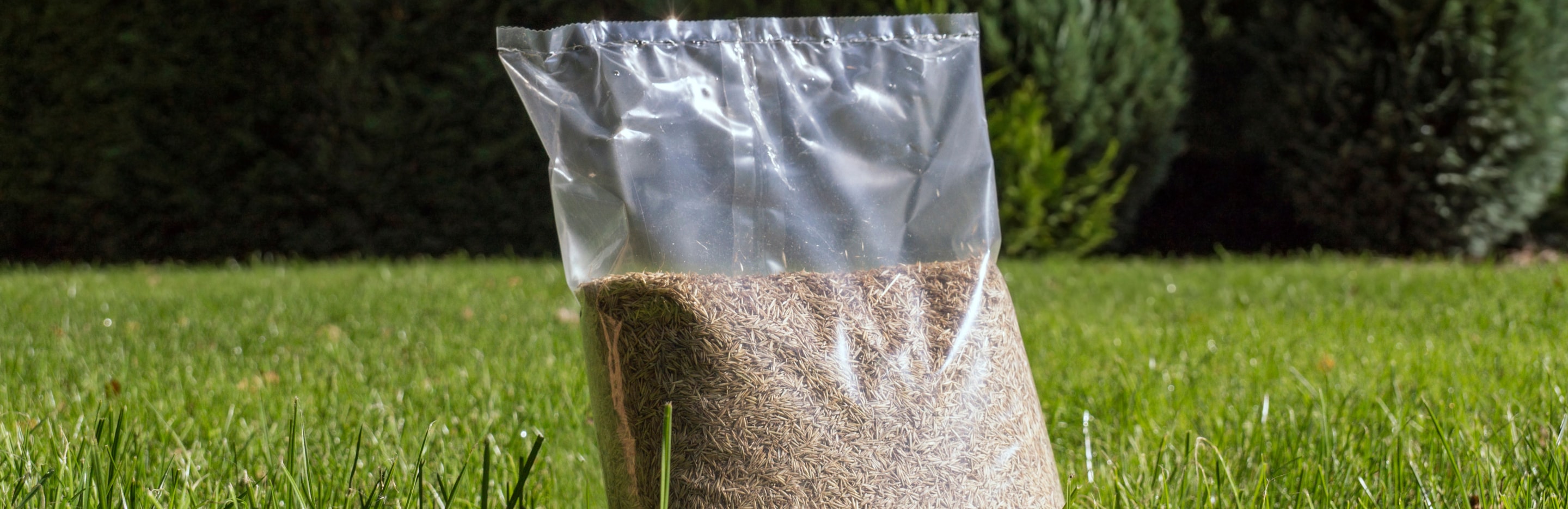 Zakładanie trawnika z nasion