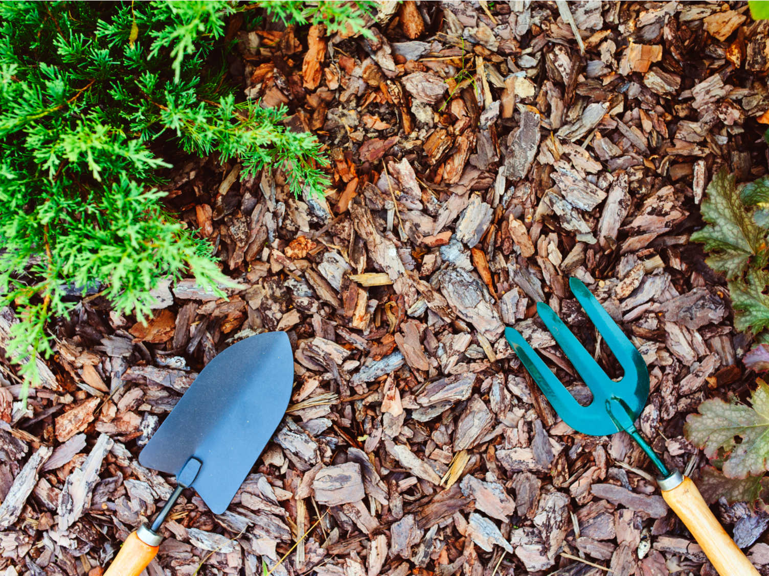 Pielęgnacja iglaków