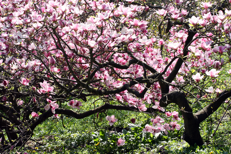 magnolia_1.png Rodzaje magnolii