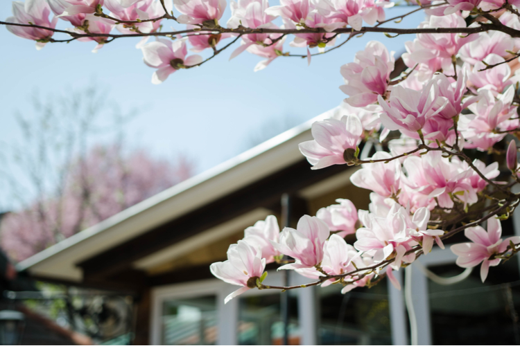 magnolia_2.png Warunki dla magnolii