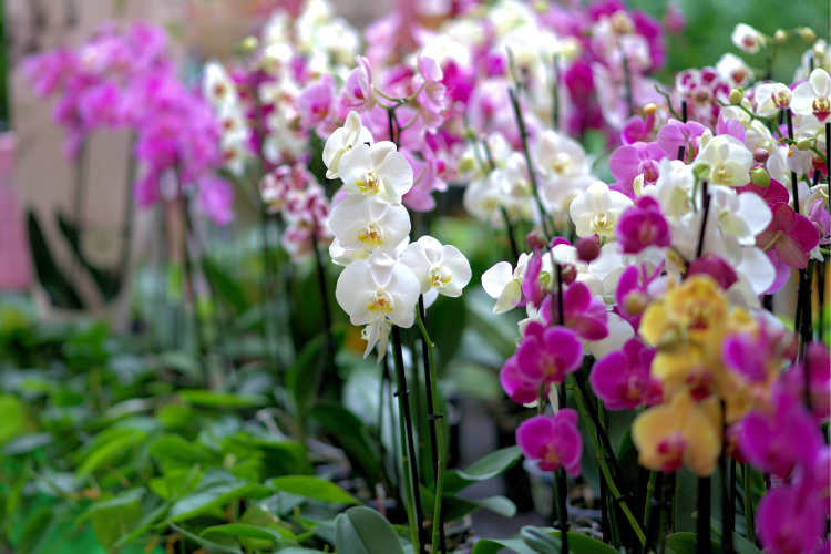 orchidea.1.png podlewanie storczyków