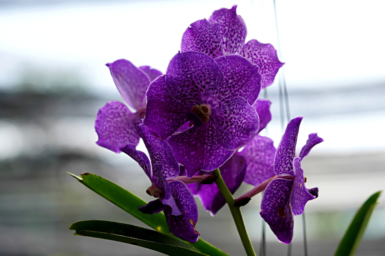 orchidea.2.png podlewanie storczyków