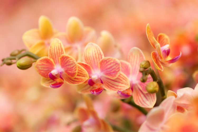 orchidea.3.png podlewanie storczyków