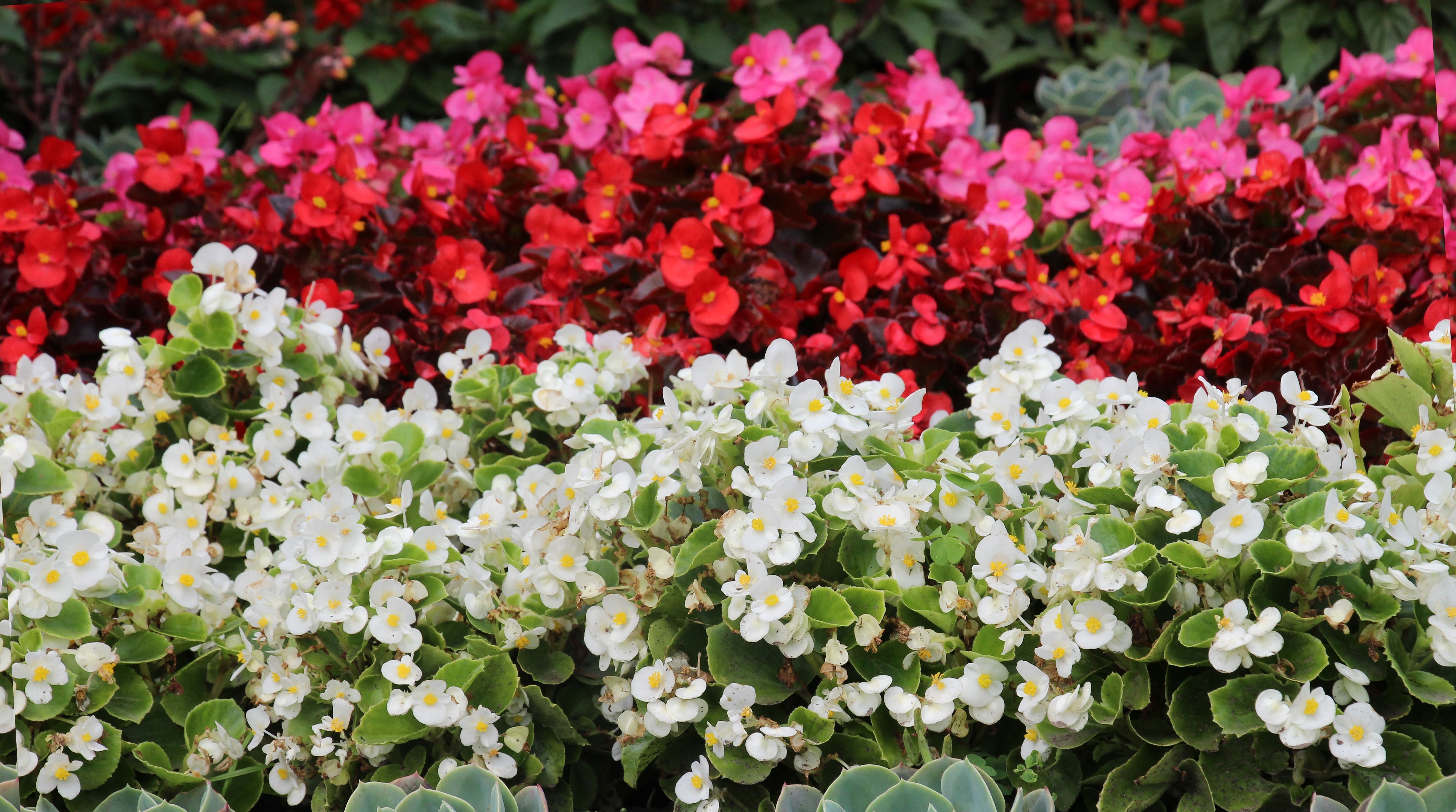 Różnokolorowe kwiaty begonii