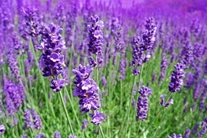 1355.jpg null
