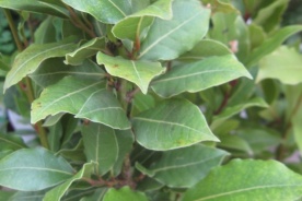 2._plant_1.jpg null