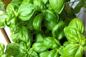 2._plants_2_0.jpg null