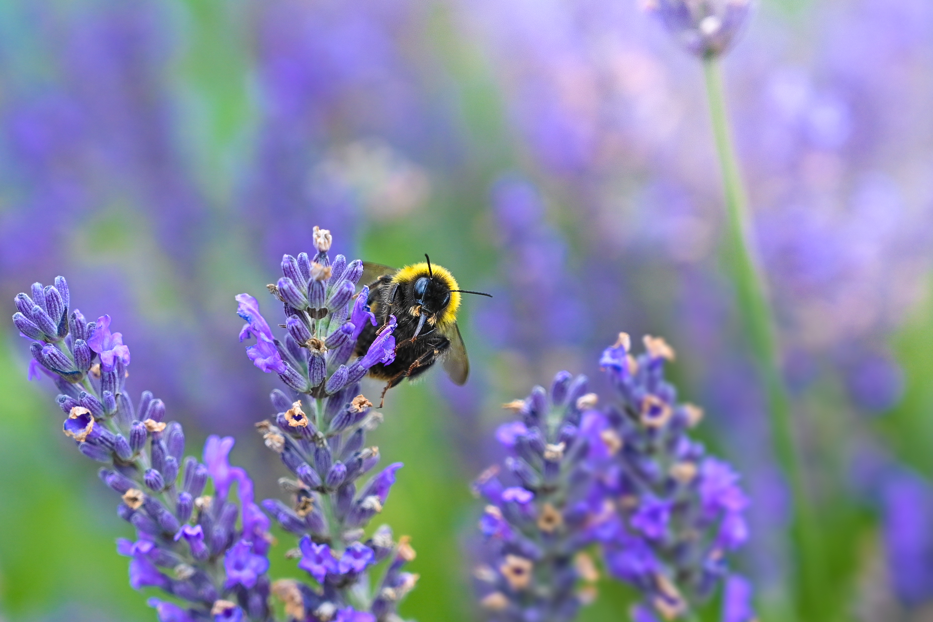 Bees & butterflies | David Domoney | Miracle-Gro