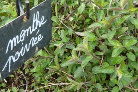 3._menthe_0.jpg null