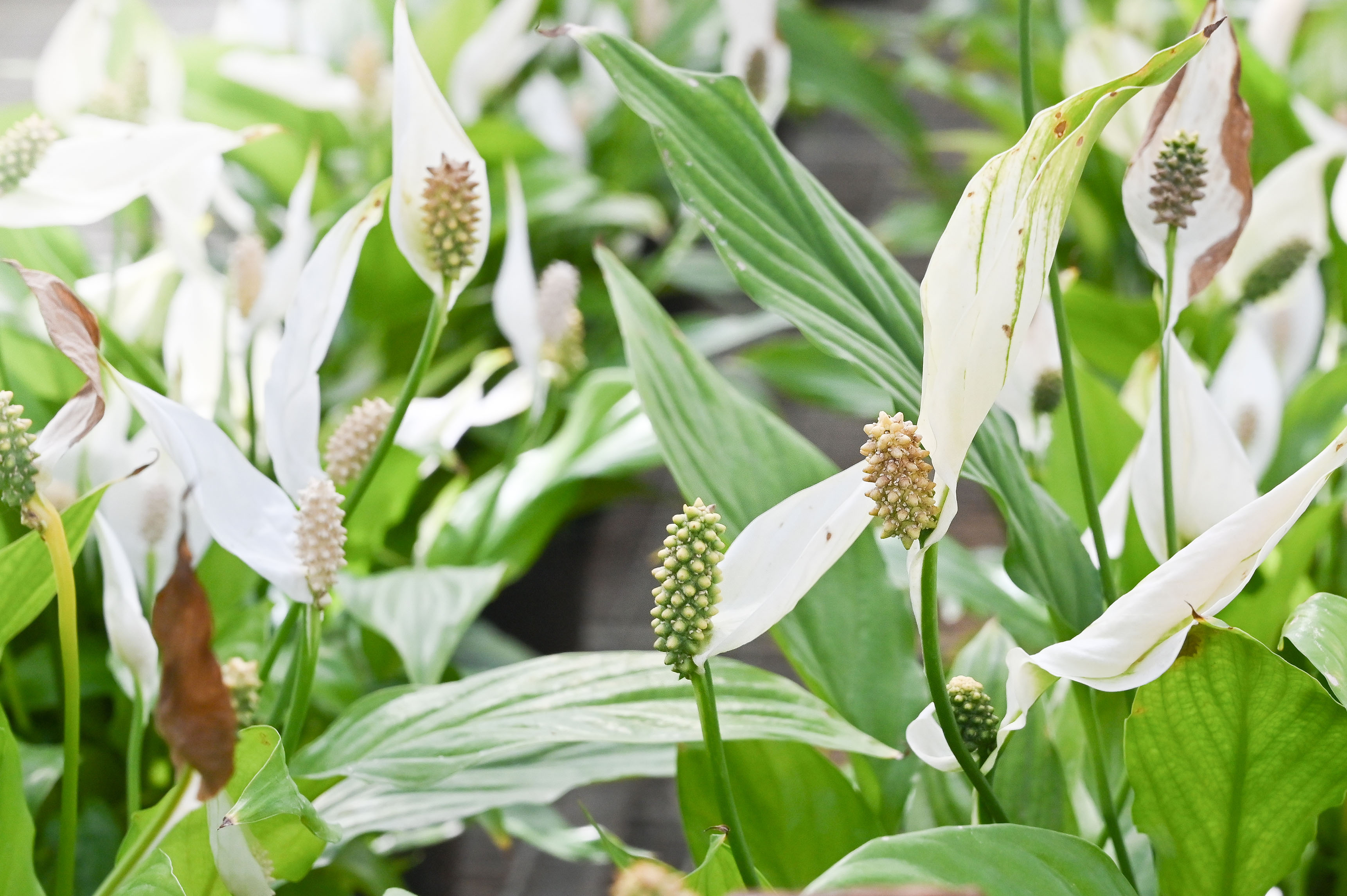 Home-boosting houseplants | David Domoney | Miracle-Gro