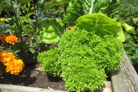 3_basilic_0.jpg null