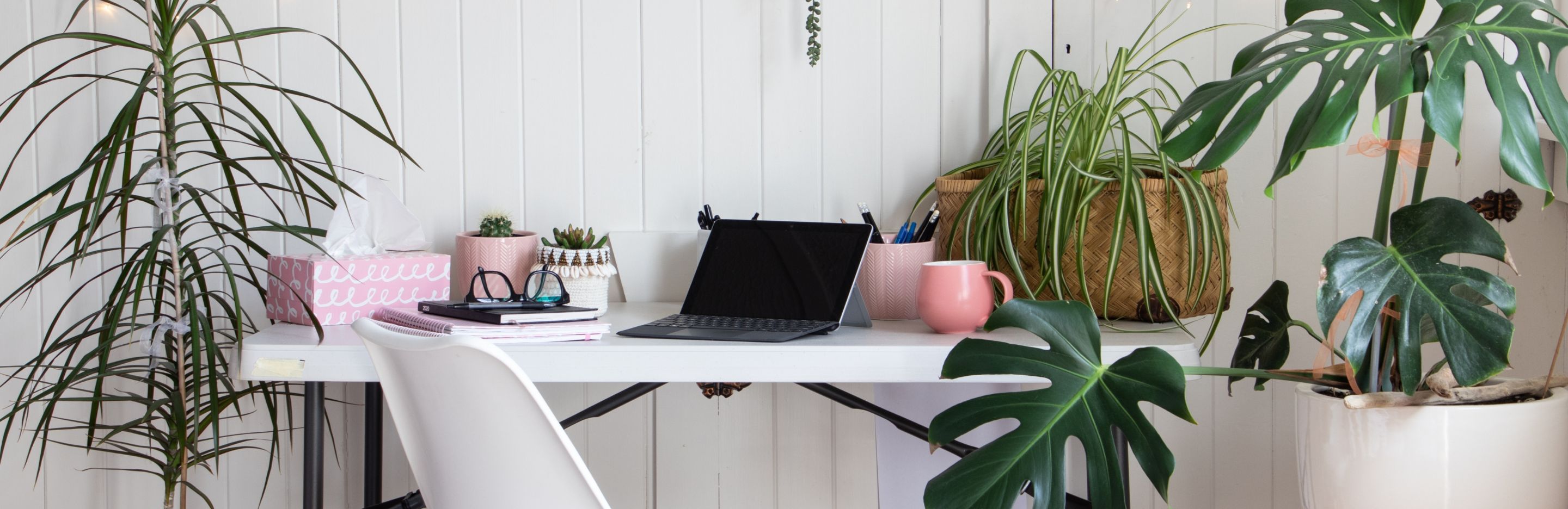 The 6 Best Air Purifying Plant For Your Home Or Office