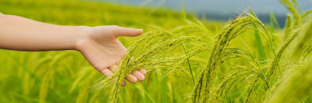 Lutter contre l'Ambrosiie