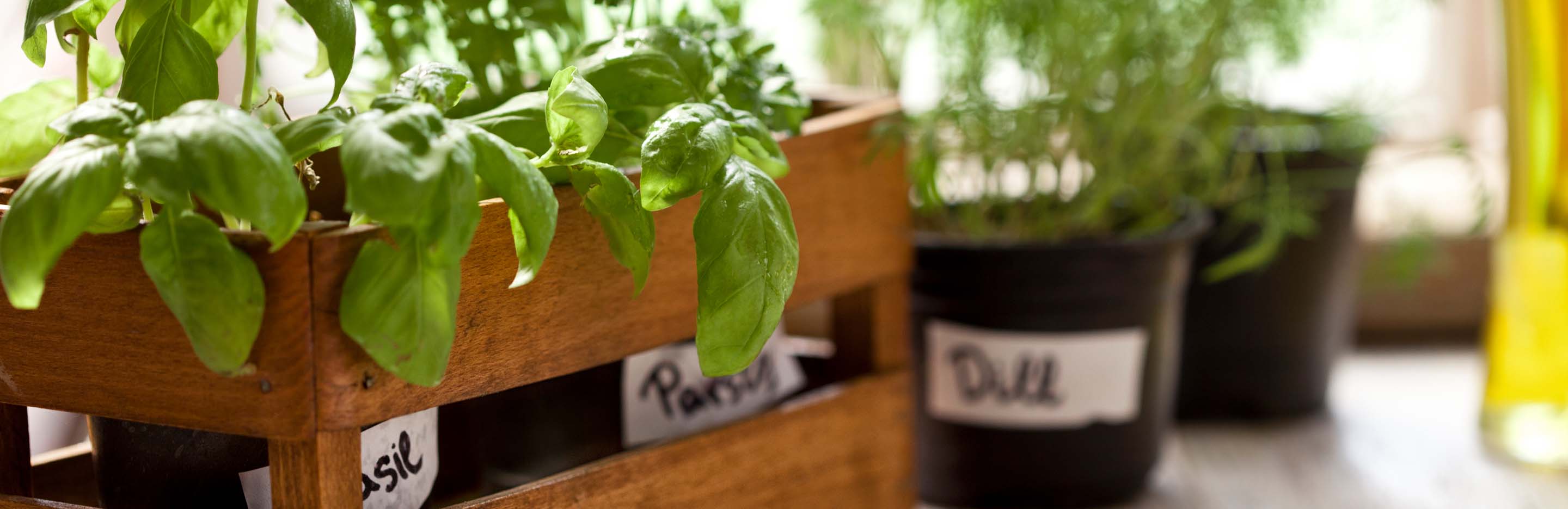 potting mix for plants