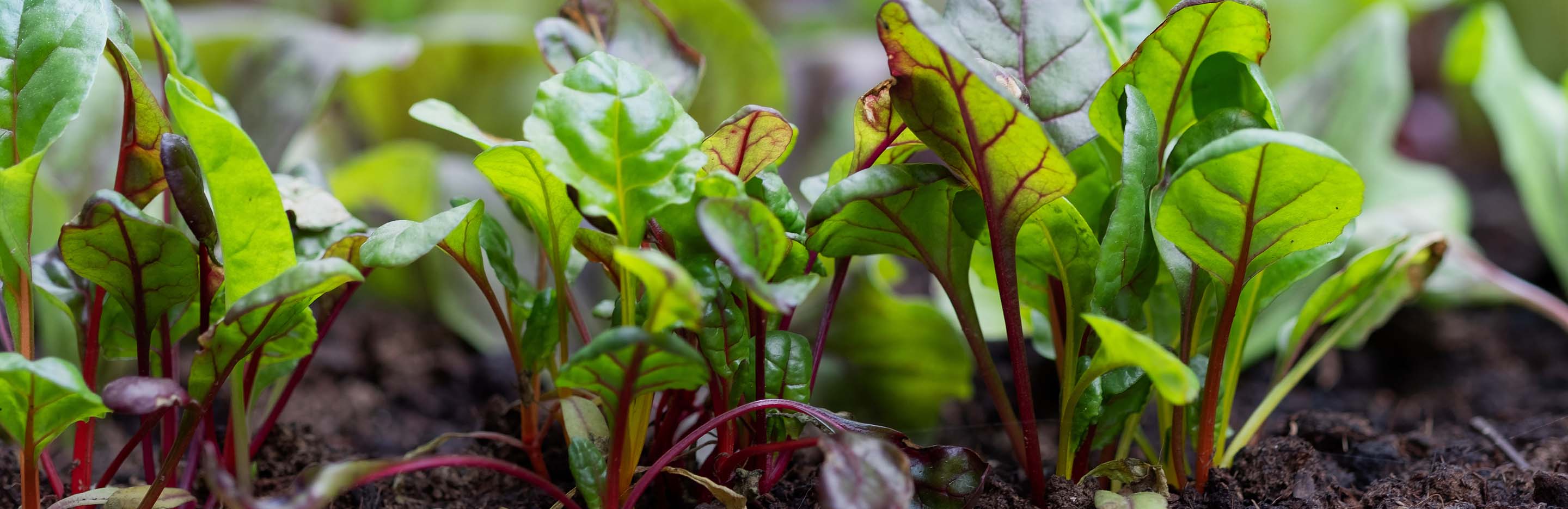 Grow your own greens
