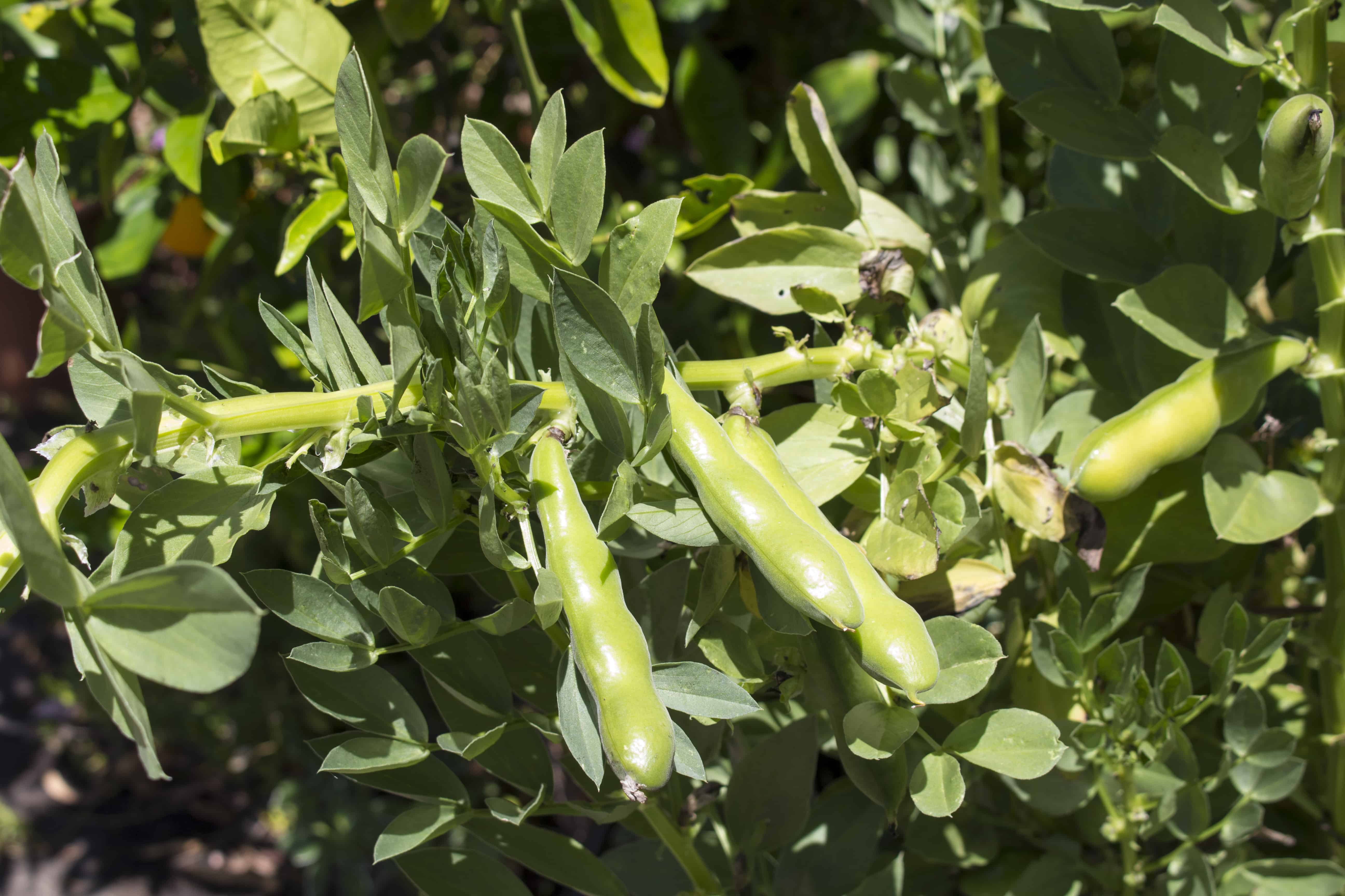 Broad bean pods growing on the plant