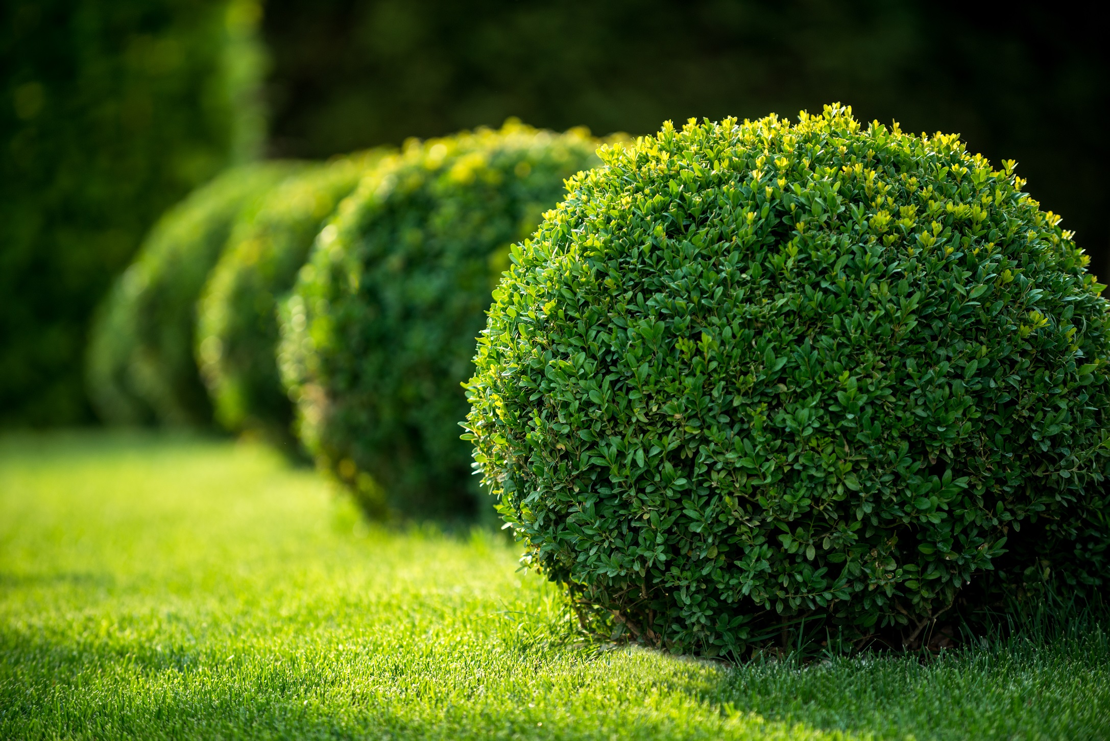 Buxus