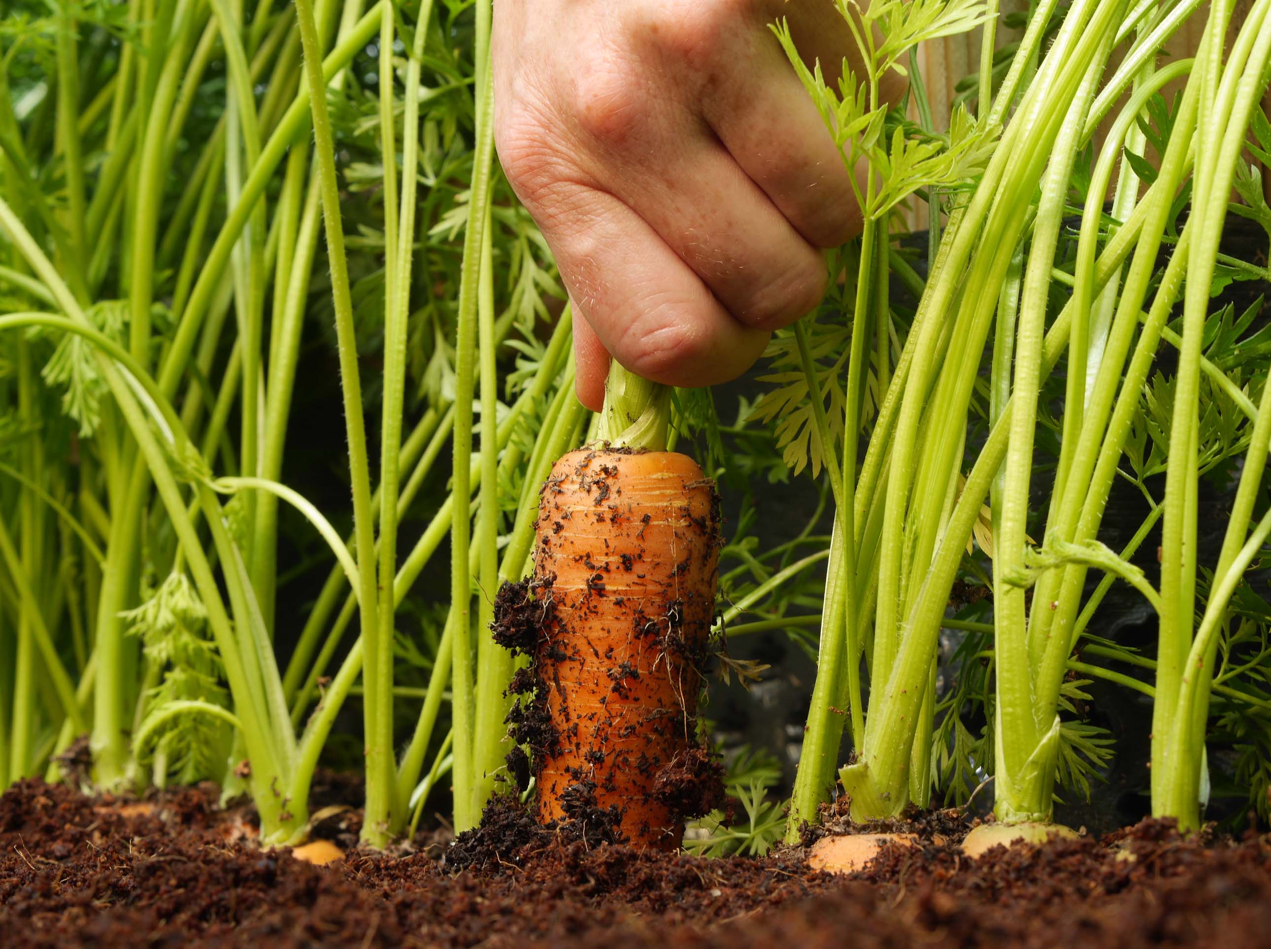 Legumes de raiz: plantar, semear
